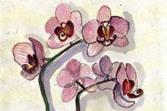Pieni orkidea